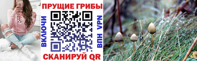 Галлюциногенные грибы Psilocybine cubensis  Верея 